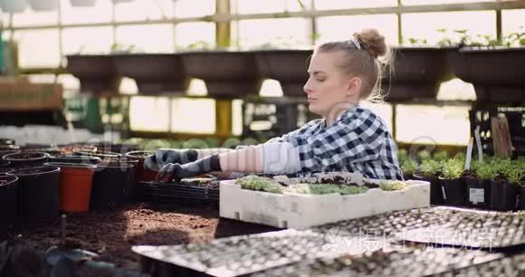 女植物学家在温室里检查植物视频