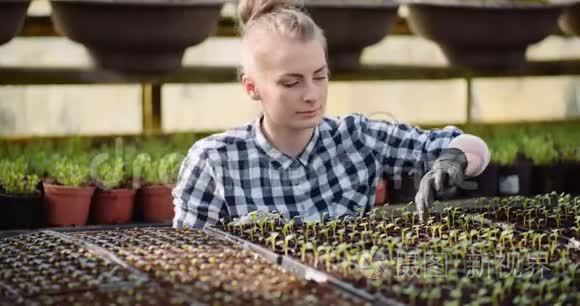 女植物学家在温室里检查植物