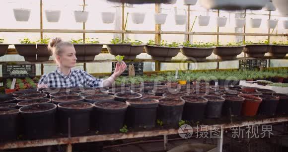 女植物学家在温室里检查植物