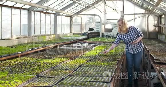 年轻女性植物学家检查盆栽植物视频