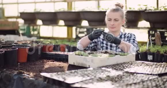 女植物学家在温室里检查植物