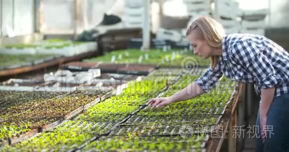 年轻女性植物学家检查盆栽植物视频