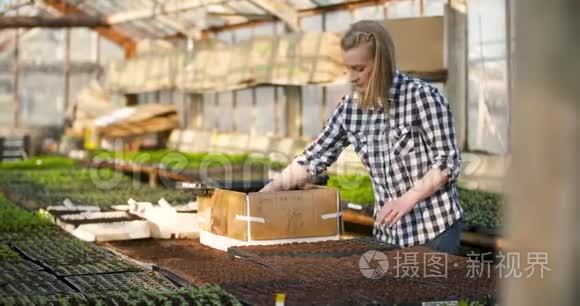 年轻女性植物学家检查盆栽植物视频