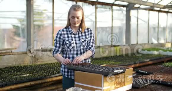 年轻女性植物学家检查盆栽植物视频