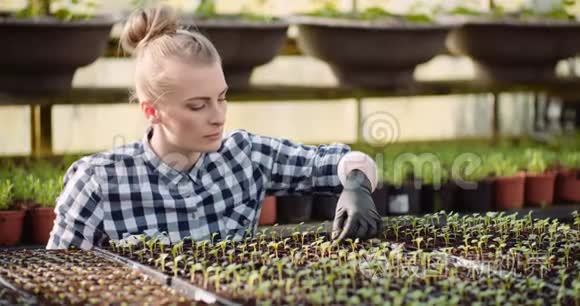 女植物学家在温室里检查植物视频