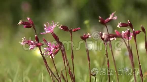 一朵红花的镜头