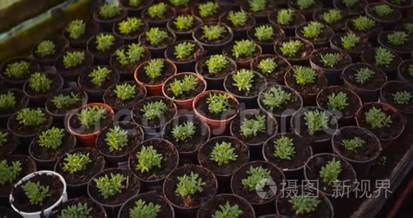 女植物学家在温室里检查植物