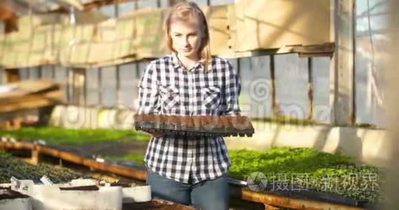 年轻女性植物学家检查盆栽植物视频