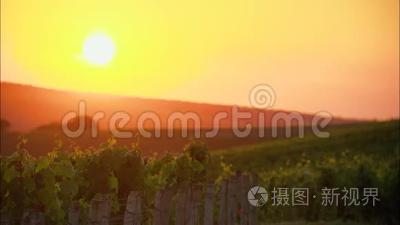 法国葡萄园的日落