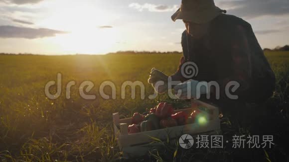 日落时分，年轻漂亮的女农民戴着帽子，在田野里放着新鲜的生态蔬菜。 概念素食主义
