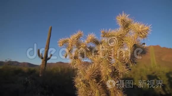 仙人掌的侧面