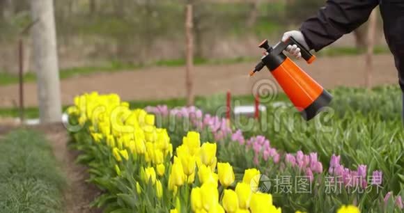 园艺工人在农场的郁金香上喷水视频
