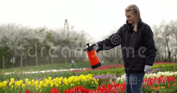 园艺工人在农场的郁金香上喷水视频