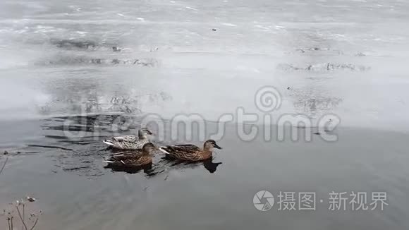 冬天池塘里有三只鸭子视频