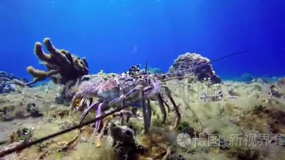 海底的朗古斯汀视频