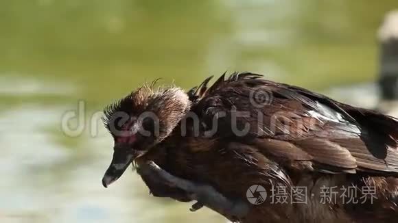 一只鸭子在抓，一只鸭子