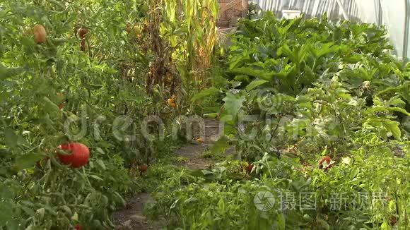 花园和各种植物视频