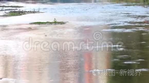 大鱼在超市水产区的水池里游泳视频