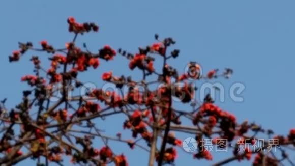 大鱼在超市水产区的水池里游泳视频