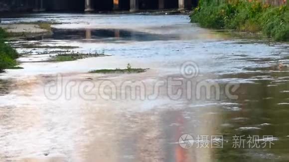 大鱼在超市水产区的水池里游泳视频