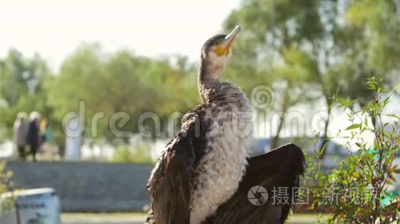 鸬鹚在阳光下晒干视频