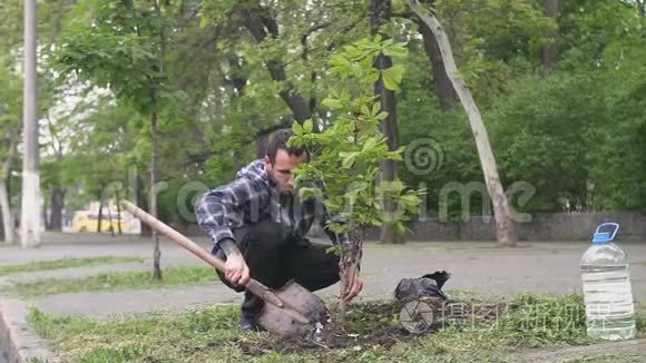 男性种植一棵树视频