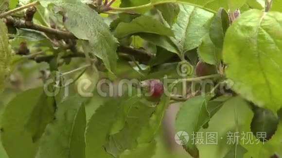 小百花苹果视频