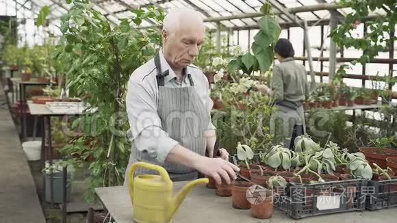 老年男性农民在温室里种植新植物。 园艺、农业和农业的概念