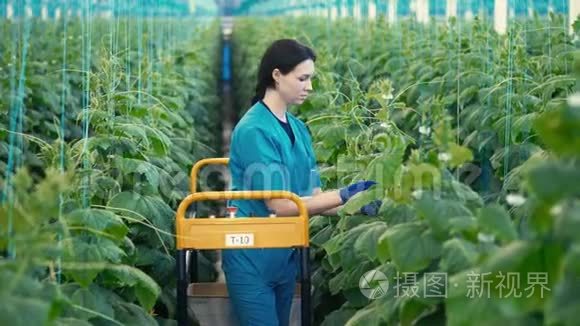 年轻女子正在加工黄瓜植物