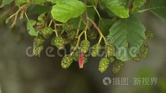 绿色皮涅酮花视频