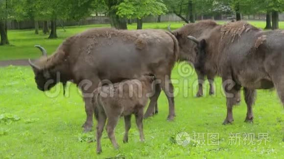 欧洲野牛视频