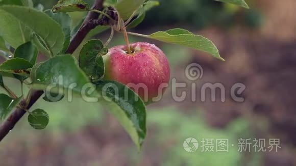 雨天孤独的苹果视频