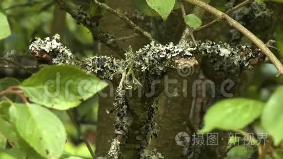 树木树皮上的苔藓生长