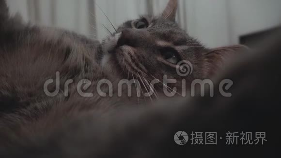 年轻的灰猫玩照相机视频