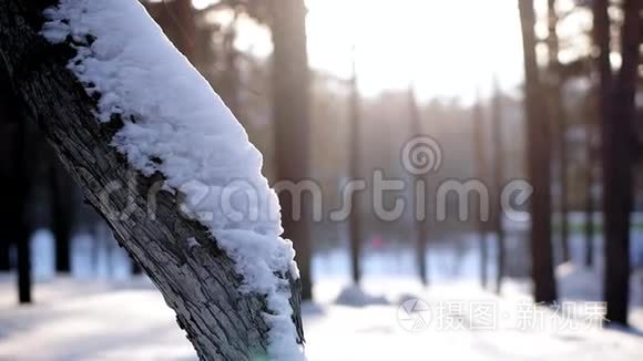 一顶雪帽躺在树上。