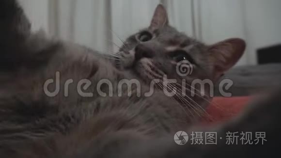 年轻的灰猫玩照相机视频