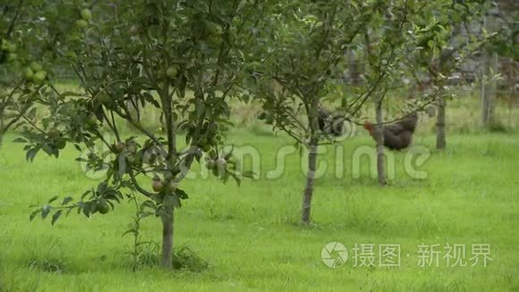 苹果果园里的鸡肉