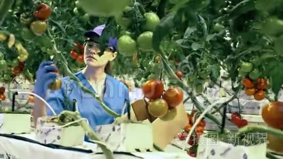 农业，新鲜健康的有机食品理念.. 女人在温室里从树枝上收集西红柿。