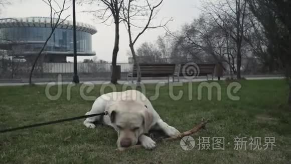 猎犬拉布拉多喜犬在公园的地上玩耍