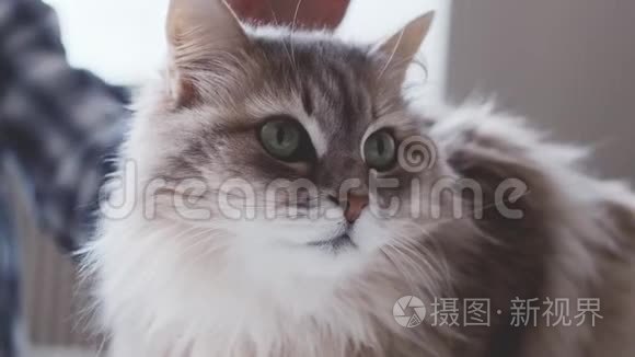 抚摸着灰毛猫