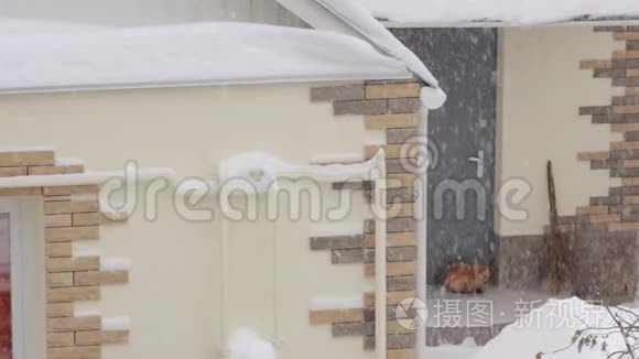 猫和暴雪视频