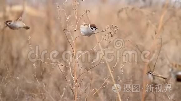 麻雀吃杂草的种子视频