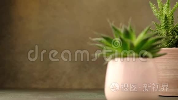 室内多汁植物视频