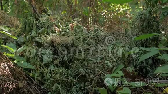 森林植物灌丛视频