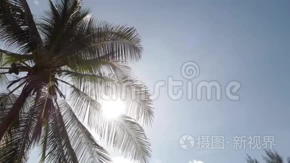 太阳透过棕榈枝照耀