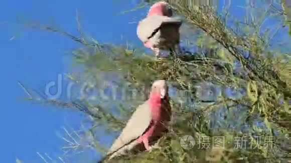 澳大利亚鹦鹉公主视频