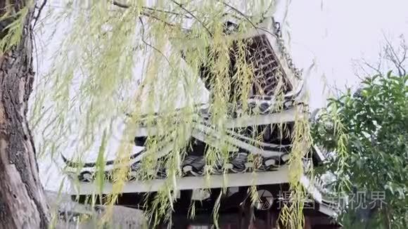 中国寺庙和柳树视频
