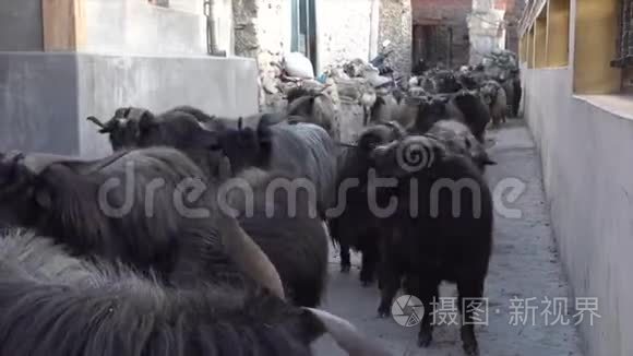 村街上的山羊群视频