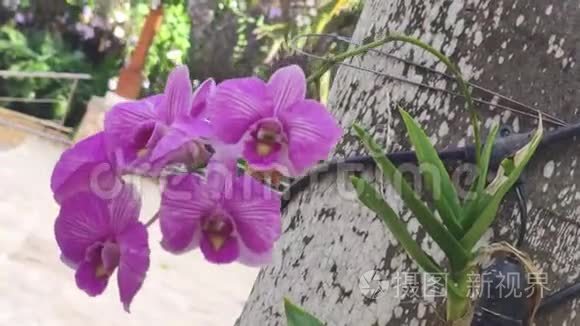天然紫花2朵.