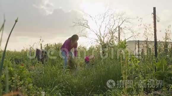 三个孩子在有机菜园里除草浇水视频